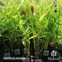 Zingiber - Edible Ginger -Plant Sale Store apo zingiber flower tubestock