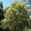 Grevillea Baileyana - Brown Silky Oak 1 Grevillea Baileyana - Brown Silky Oak -Plant Sale Store aps tree 1