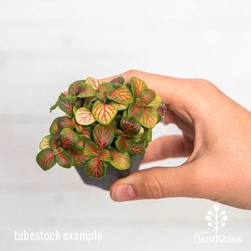 Fittonia Skeleton - Snakeskin Plant 5 Fittonia Skeleton - Snakeskin Plant - Image 3