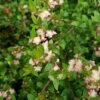 Austromyrtus Blush - Pink Midgem Berry 2 Austromyrtus Blush - Pink Midgem Berry -Plant Sale Store austromyrtus blush