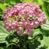 Hydrangea Ayesha 2 Hydrangea Ayesha -Plant Sale Store ayesha hydrangea in sun