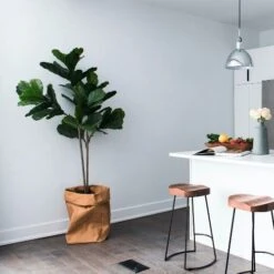 Ficus Lyrata Bambino - Fiddle Leaf Fig 15 Ficus Lyrata Bambino - Fiddle Leaf Fig -Plant Sale Store bambino kitchen