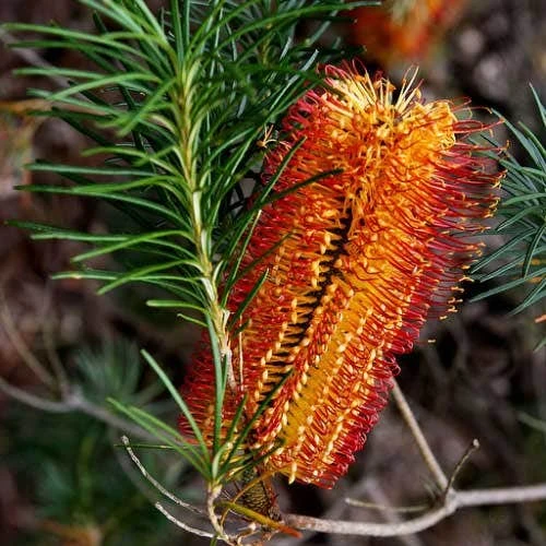 Banksia Spinulosa - Hairpin Banksia 3 Banksia Spinulosa - Hairpin Banksia