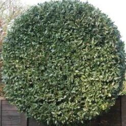 Laurus Miles Choice - Bay Tree -Plant Sale Store baytree flickr brian snelson 500