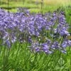 Agapanthus Bingo Blue 1 Agapanthus Bingo Blue -Plant Sale Store bingo blue full flower