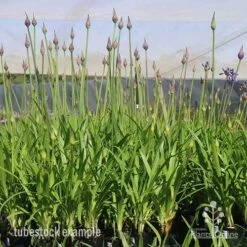 Agapanthus Bingo Blue 15 Agapanthus Bingo Blue -Plant Sale Store bingo blue mighty