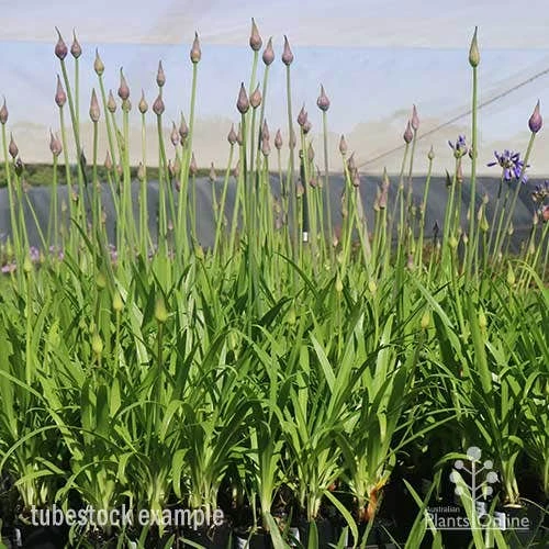 Agapanthus Bingo Blue 6 Agapanthus Bingo Blue - Image 4
