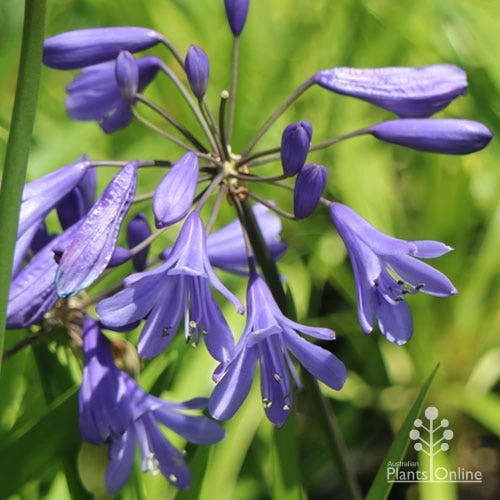 Agapanthus Bingo Blue 4 Agapanthus Bingo Blue - Image 2