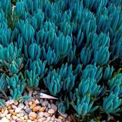 Senecio Chalk Sticks - Succulent 20 Senecio Chalk Sticks - Succulent -Plant Sale Store blue chalk sticks groundcover