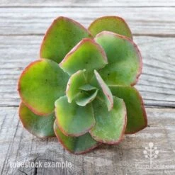 Echeveria Blue Curls - Succulent 12 Echeveria Blue Curls - Succulent -Plant Sale Store blue curls