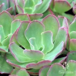 Echeveria Blue Curls - Succulent 10 Echeveria Blue Curls - Succulent -Plant Sale Store blue curls 500
