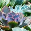 Echeveria Blue Curls - Succulent 1 Echeveria Blue Curls - Succulent -Plant Sale Store blue curls crop