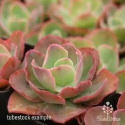 Echeveria Blue Curls - Succulent 11 Echeveria Blue Curls - Succulent -Plant Sale Store blue curls side