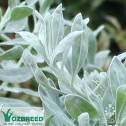 Eremophila Blue Horizon - Emu Bush -Plant Sale Store blue horizon close