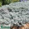 Eremophila Blue Horizon - Emu Bush 2 Eremophila Blue Horizon - Emu Bush -Plant Sale Store blue horizon ground cover