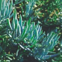 Senecio Chalk Sticks - Succulent 16 Senecio Chalk Sticks - Succulent -Plant Sale Store blue chalk sticks