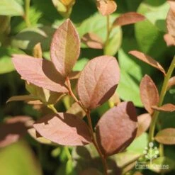 Blueberry Misty 16 Blueberry Misty -Plant Sale Store blueberry misty foliage