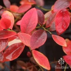 Blueberry Sunshine Blue 19 Blueberry Sunshine Blue -Plant Sale Store blueberry sunshine blue autumn colour