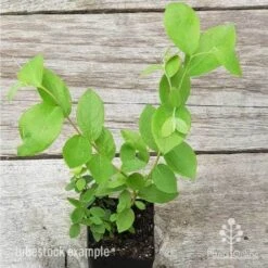 Blueberry Brightwell -Plant Sale Store blueberry tube 3