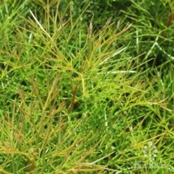 Grevillea Bon Accord 19 Grevillea Bon Accord -Plant Sale Store bon accord grevillea foliage