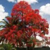 Illawarra Flame Tree - Brachychiton 2 Illawarra Flame Tree - Brachychiton -Plant Sale Store brachychiton acerifolius