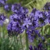 Agapanthus Buccaneer 1 Agapanthus Buccaneer -Plant Sale Store buccaneer 2