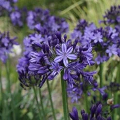 Plant Sale Store 36 Agapanthus Buccaneer