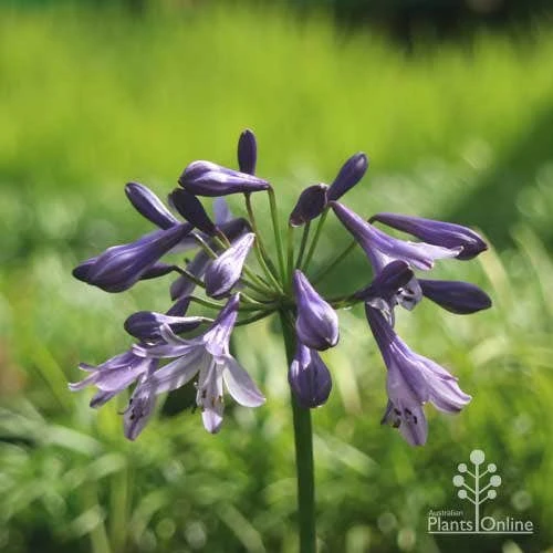 Agapanthus Buccaneer 4 Agapanthus Buccaneer - Image 2