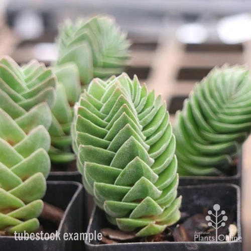 Crassula Buddha’s Temple - Succulent 3 Crassula Buddha’s Temple - Succulent