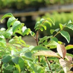 Burdekin Plum - Pleiogynium -Plant Sale Store burdekin shoot