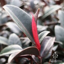 Ficus Elastica Burgundy - Rubber Plant 17 Ficus Elastica Burgundy - Rubber Plant -Plant Sale Store burgundy new leaf red