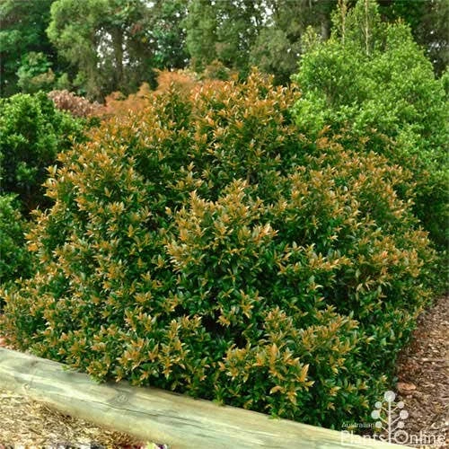 Syzygium Bush Christmas - Lilly Pilly 8 Syzygium Bush Christmas - Lilly Pilly - Image 6