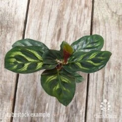 Calathea Makoyana - Peacock Plant -Plant Sale Store calathea makoyane leaf 1