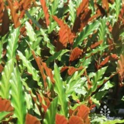 Calathea Rufibarba - Velvet Calathea 10 Calathea Rufibarba - Velvet Calathea -Plant Sale Store calathea sunlit 500 1
