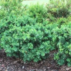 Callistemon Better John -Plant Sale Store callistemon better john bushes