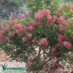 Callistemon Candy Burst 28 Callistemon Candy Burst -Plant Sale Store callistemon candy burst bush