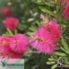 Callistemon Fluro Burst -Plant Sale Store callistemon fluro burst