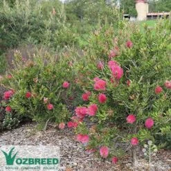 Callistemon Fluro Burst -Plant Sale Store callistemon fluro burst bush