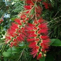 Callistemon Summer Days™