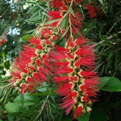 Callistemon Summer Days™ 3 Callistemon Summer Days™