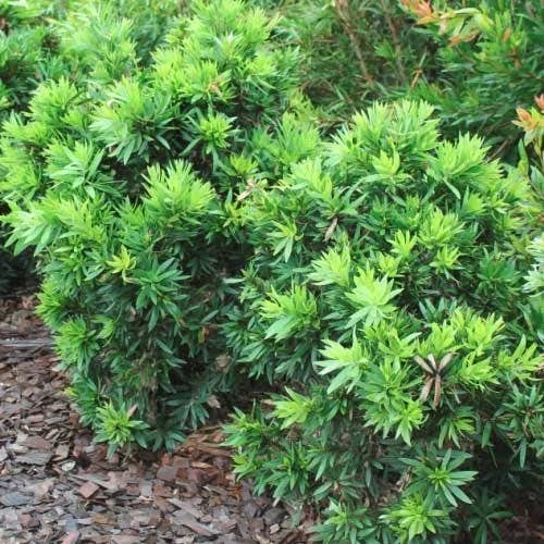 Callistemon Green John 13 Callistemon Green John - Image 11