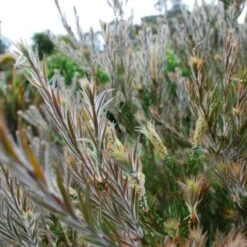 Callistemon Summer Days™ 10 Callistemon Summer Days™ -Plant Sale Store callistemon summer days foliage