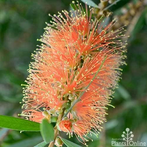 Callistemon Tangerine Dream 9 Callistemon Tangerine Dream - Image 7