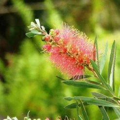 Callistemon Pink Champagne -Plant Sale Store callistemon pink champagne 5
