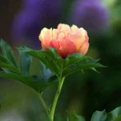 Peony Canary Brilliants - 1 Bulb -Plant Sale Store canary brilliants bud