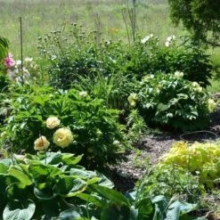 Peony Canary Brilliants - 1 Bulb -Plant Sale Store canary brilliants fd richards flickr garden