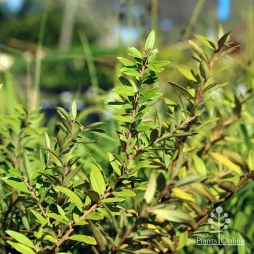 Grevillea Canterbury Gold 8 Grevillea Canterbury Gold - Image 6