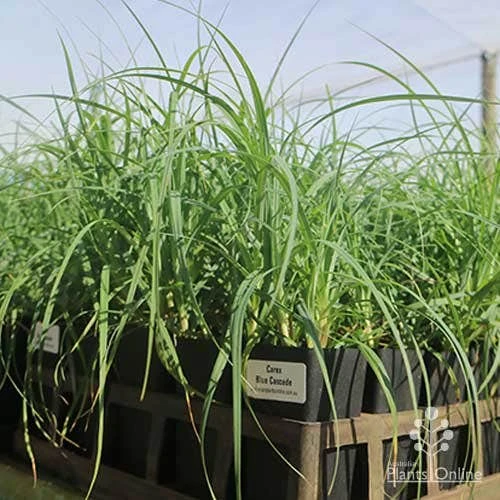 Carex Blue Cascade 4 Carex Blue Cascade - Image 2