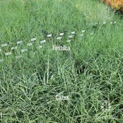Carex Blue Cascade 11 Carex Blue Cascade -Plant Sale Store carex v festuca compare