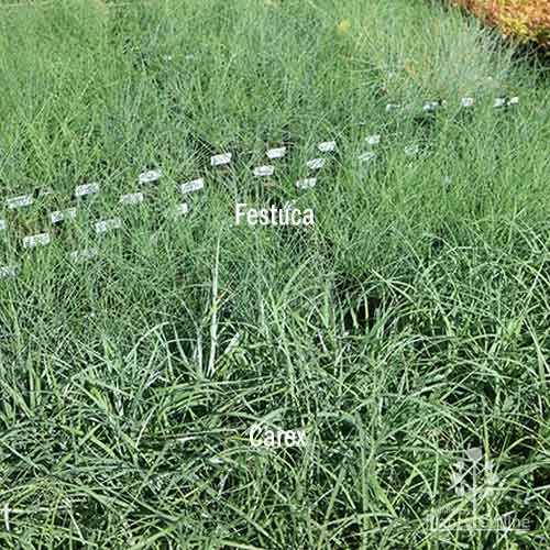 Carex Blue Cascade 6 Carex Blue Cascade - Image 4